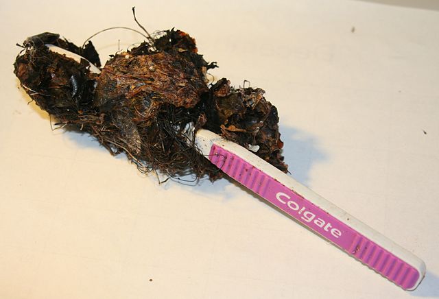 File:Toothbrush regurgitated by albatross on Tern Island, Hawaii - 20060614.jpg