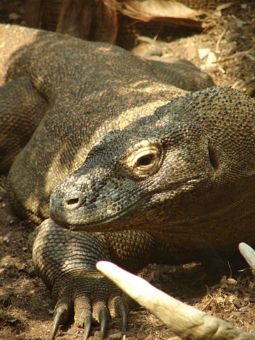 File:London Zoo 01050.jpg