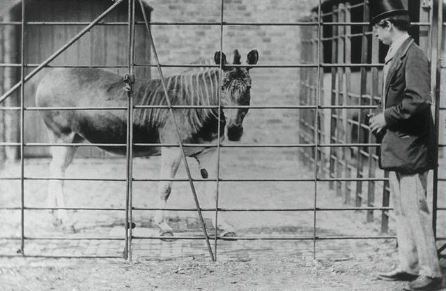 File:Quagga London Zoo.jpg