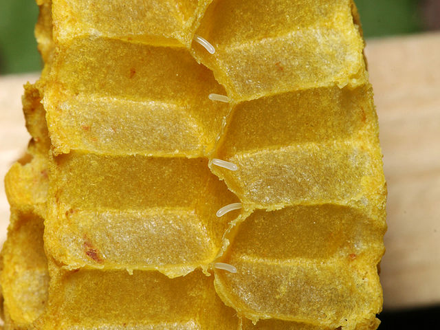File:Bienenwabe mit Eiern 39.jpg