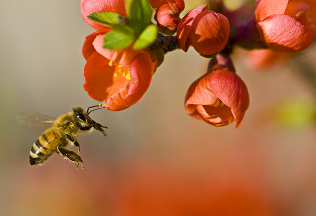 File:Pollinationn.jpg