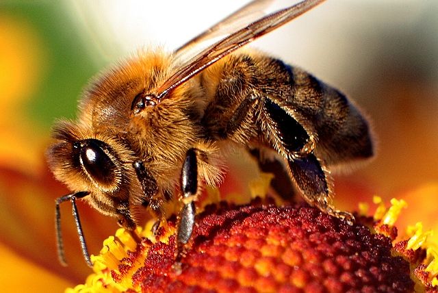 File:Bee-apis.jpg
