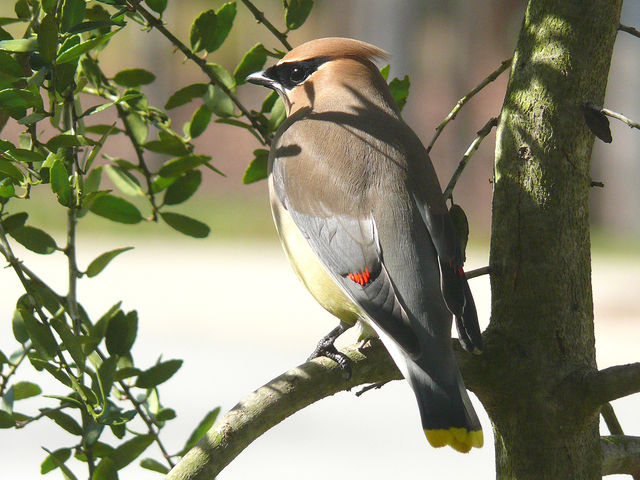 File:Cedar Waxwing-27527-1.jpg