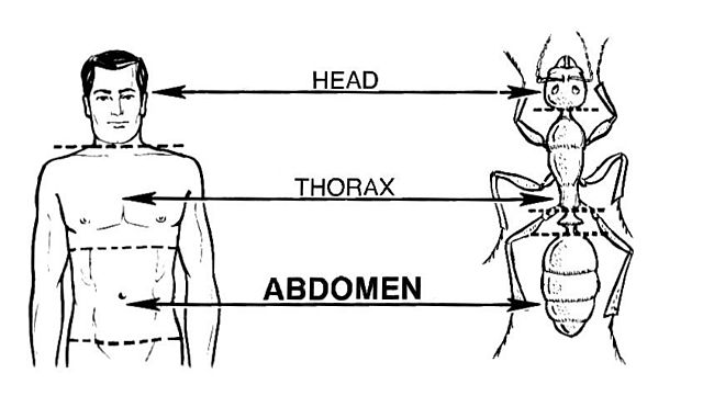 File:Abdomen (PSF).jpg