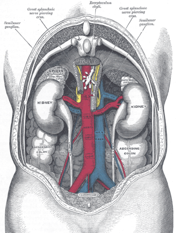 File:Gray1120.png