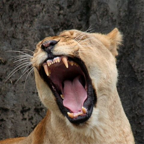 File:Female Lion.JPG