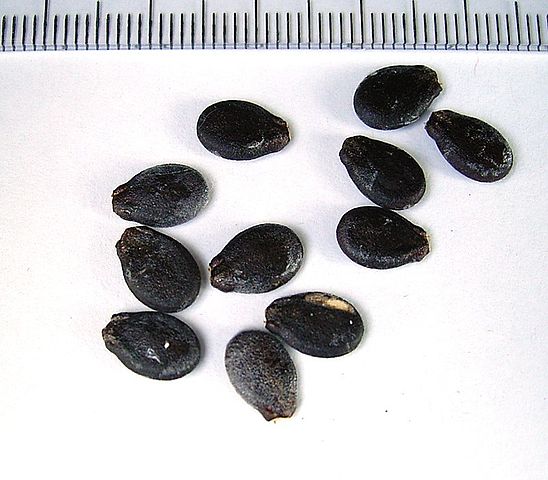 File:Citrullus lanatus ies.jpg