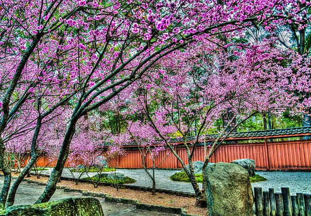 File:Beautifultrees.jpg