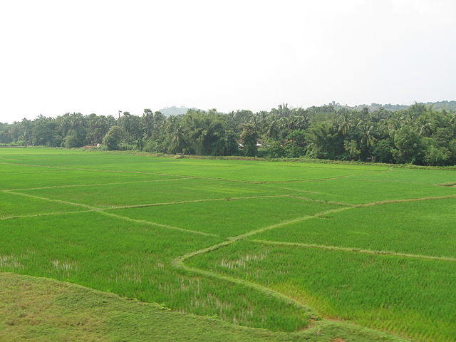 File:Paddy fields in Kerala, India.JPG