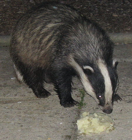 File:Badger Cornwall 3.jpg