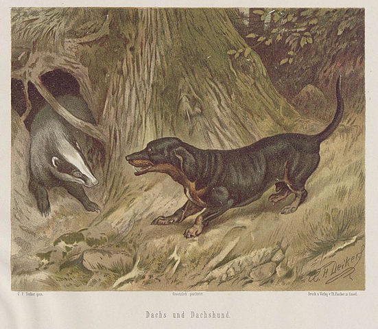 File:Deiker Jagdbare Tiere 1093210.jpg