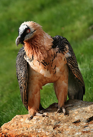 File:Bartgeier Gypaetus barbatus front Richard Bartz.jpg