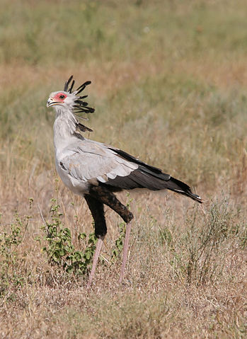 File:Sagittarius serpentarius Sekret&auml;r.JPG