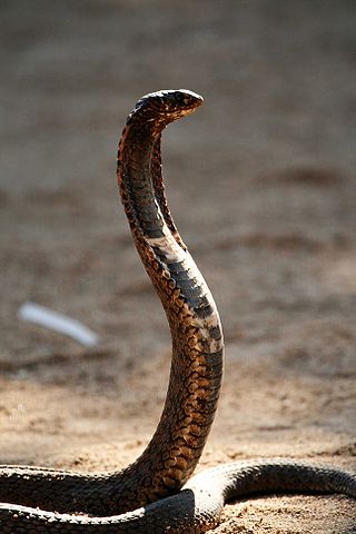 File:Hemachatus-1.jpg