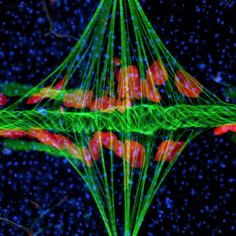 File:Structural organization of the heart of the mosquito Anopheles gambiae - image.ppat.v08.i11.g001.png