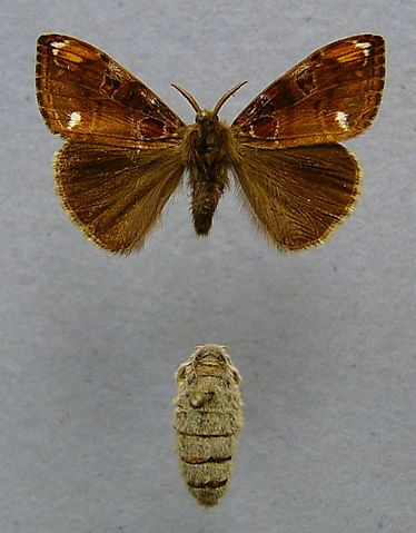 File:Orgyia recens.jpg