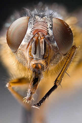 File:Calliphora sp Portrait.jpg
