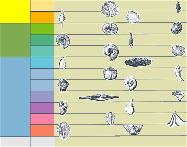 File:Index fossils blank 01.png
