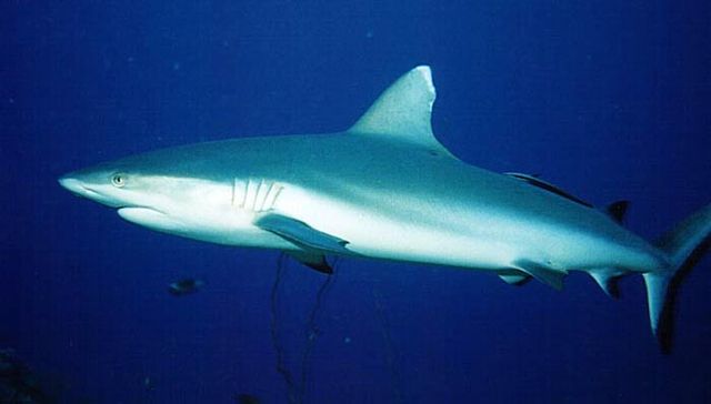 File:Grey reef shark2.jpg
