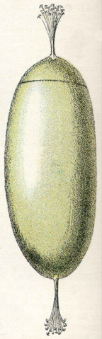 File:Oeufs002b,57.png