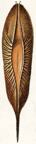 File:Oeufs002b,56.png