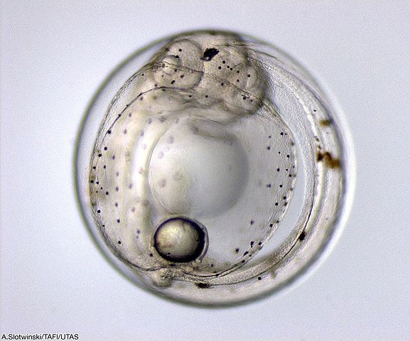 File:Fishegg A.Slotwinski TAFI.jpg