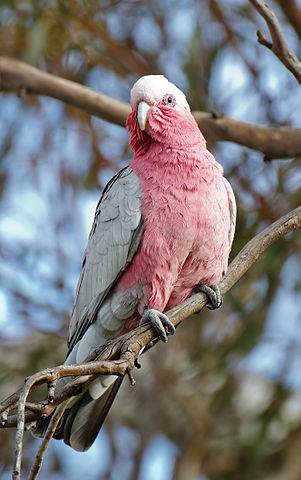 File:Eolophus roseicapilla AF.jpg