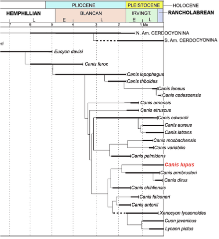 File:Canis lupus timeline.png