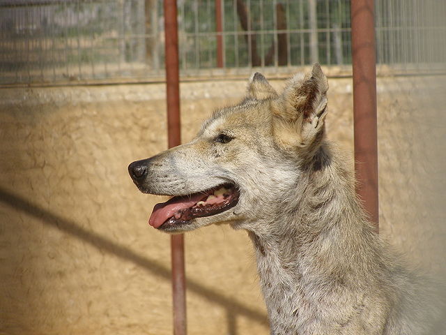 File:Canis lupus female head.JPG