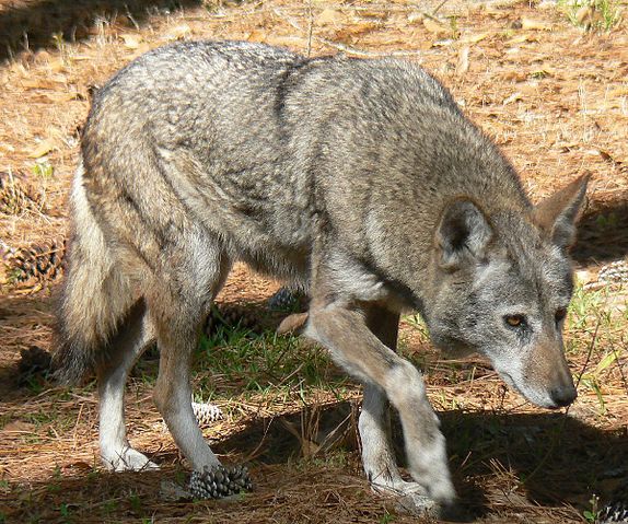 File:07-03-23RedWolfAlbanyGAChehaw.jpg