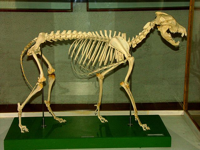 File:Lupusskeleton.JPG