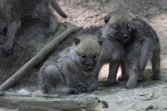 File:Canis lupus arctos - Tiergarten Schönbrunn.jpg