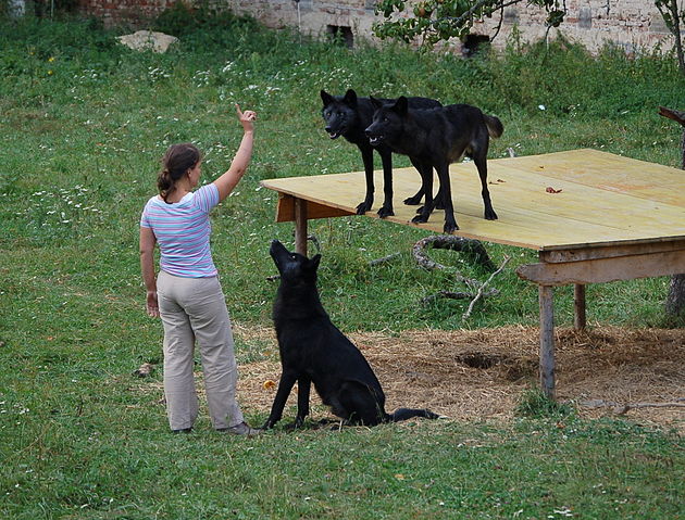 File:Eastern wolves WSC.JPG