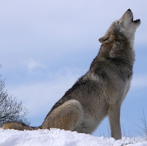 File:Howlsnow.jpg