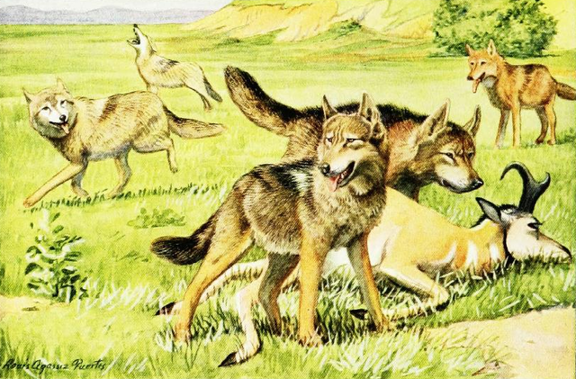 File:The book of dogs (1919) Timber wolf and coyote.png