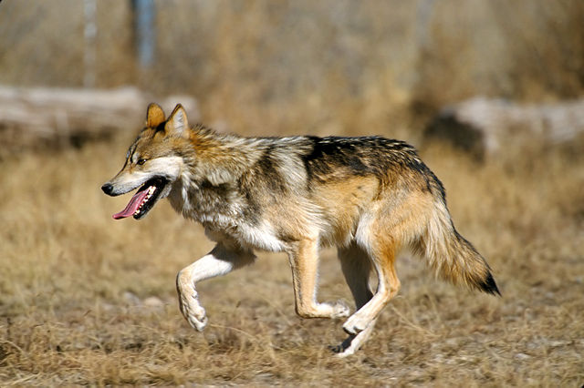 File:Mexican Wolf 2 yfb-edit 2.jpg