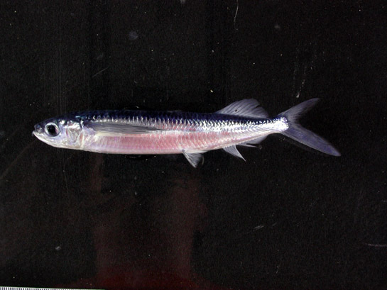 File:Oxyporhamphus micropteru 545.jpg
