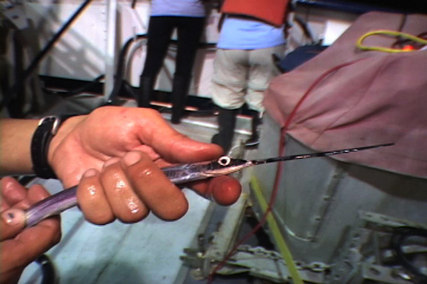 File:Halfbeak 600.jpg