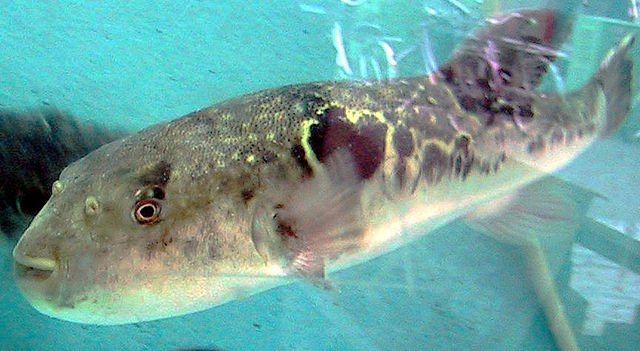 File:Fugu in Tank.jpg