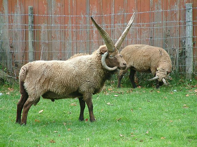 File:Manx loaghtan.jpg