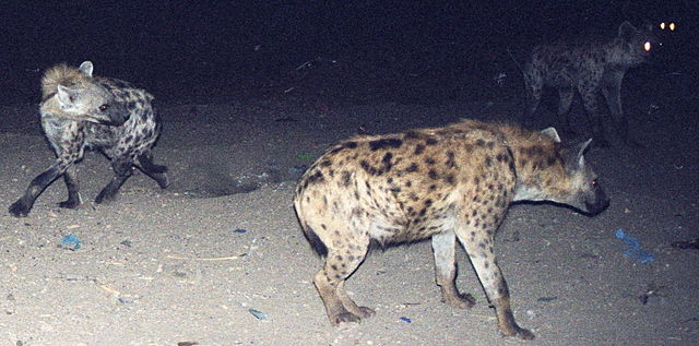 File:Hyenaharareth.jpg