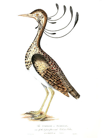 File:Florican, 1781.jpg