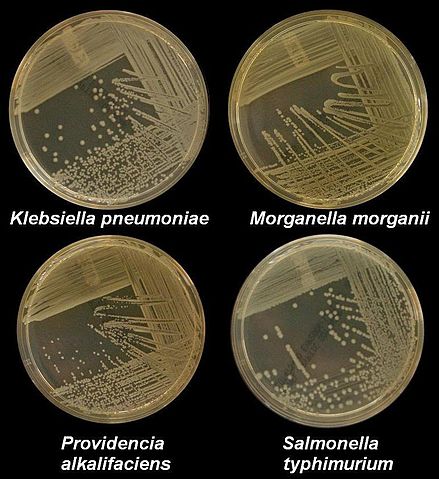 File:K pneumoniae M morganii providencia styphimuriuma.JPG
