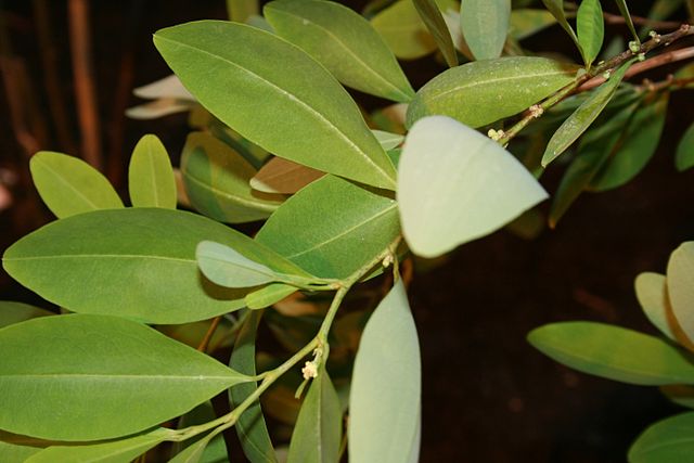 File:Erythroxylum-coca-foliage2.jpg