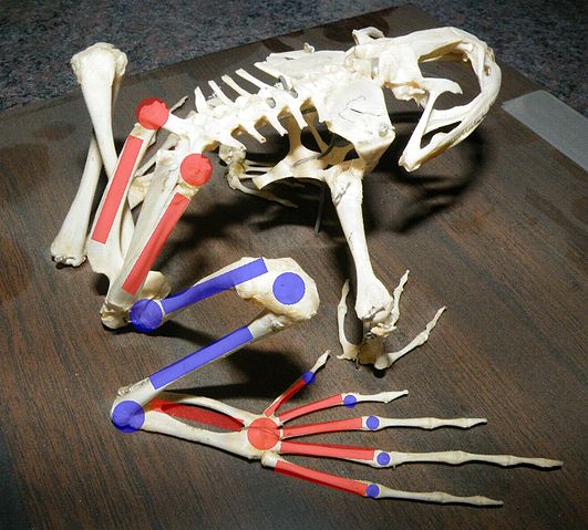 File:Frog limbs.jpg