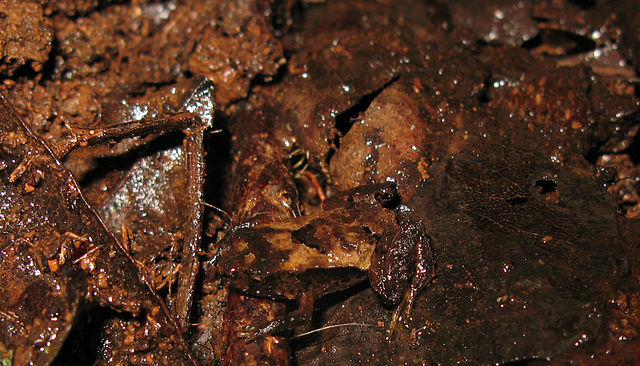File:Hip-pocket Frog - Assa darlingtoni.jpg