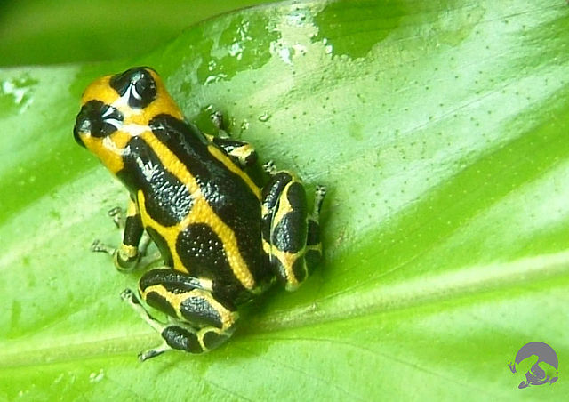 File:R. imitator Chazuta.jpg