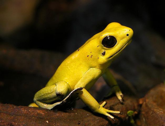 File:Schrecklicherpfeilgiftfrosch-01.jpg