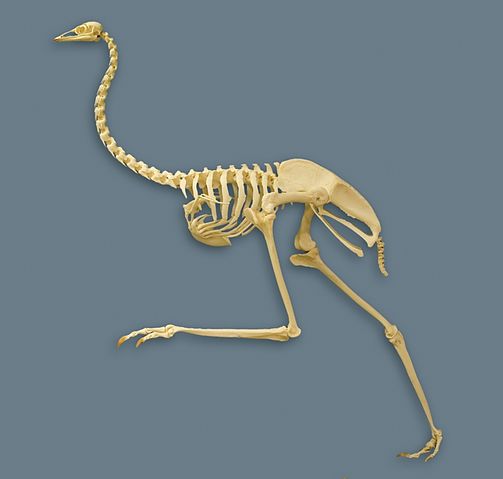 File:Emu skeleton.jpg