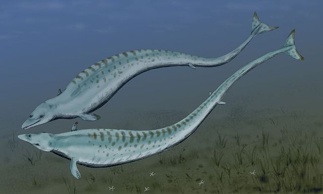File:Basilosaurus BW.jpg